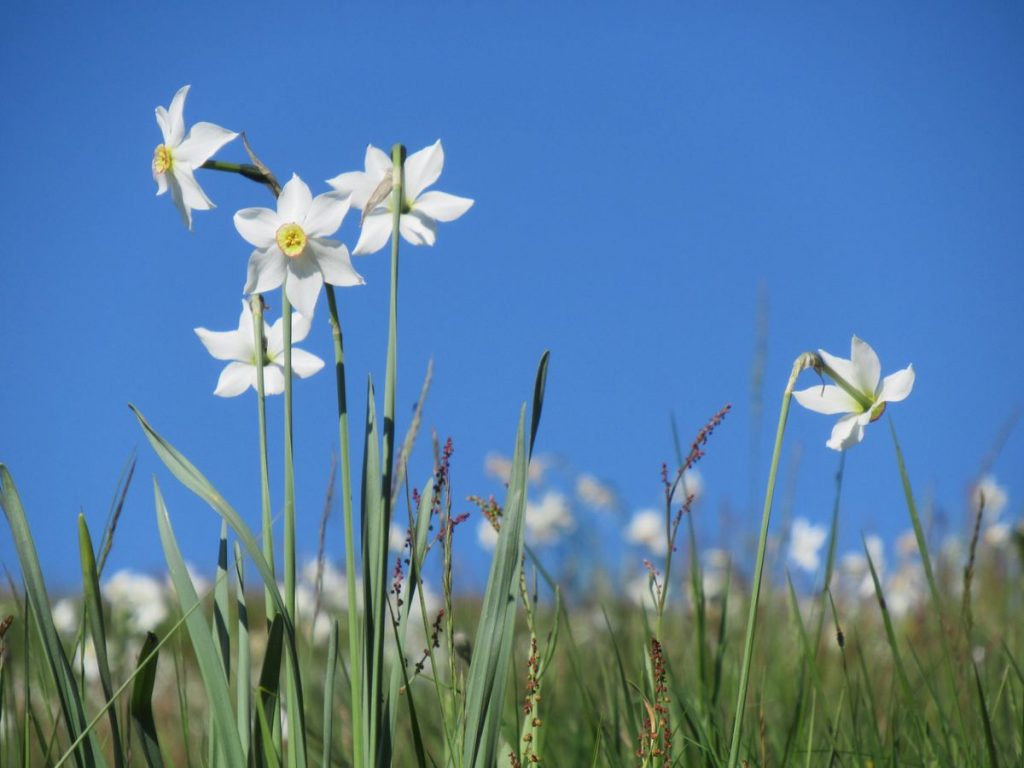 narcisi