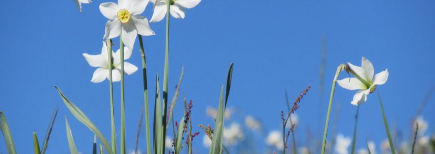 fioritura dei narcisi sul monte Pigna