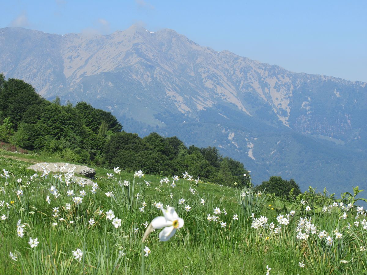 fioritura dei narcisi sul monte Pigna