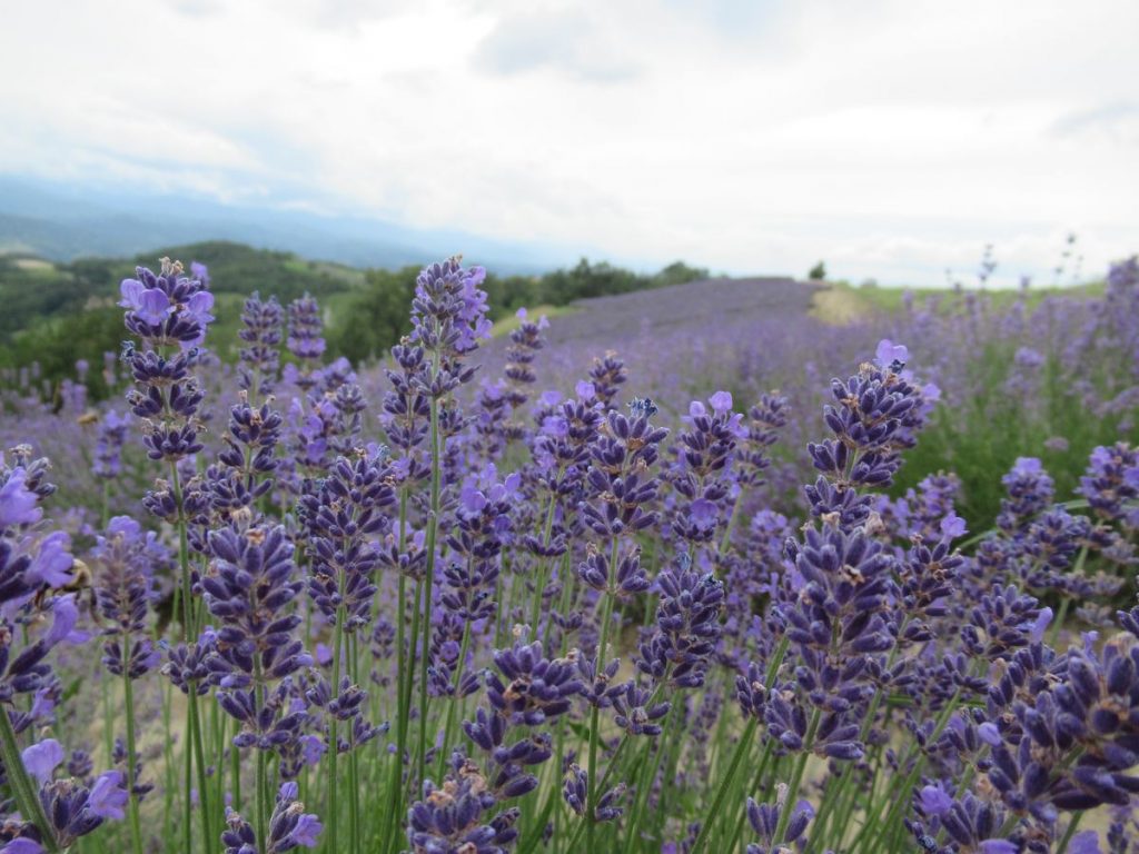 fioritura lavanda a Sale San Giovanni