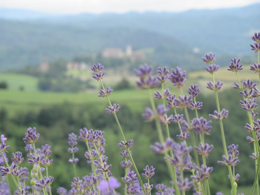 fioritura lavanda a Sale San Giovanni