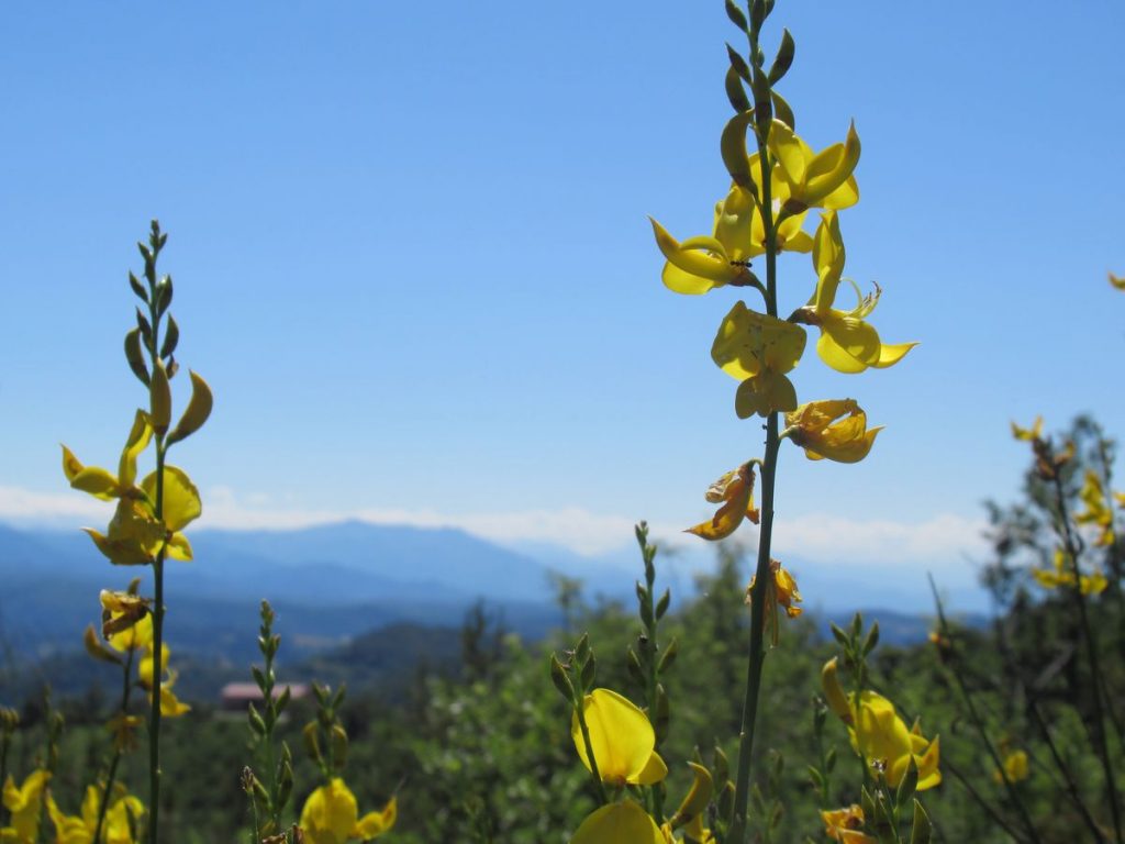uscendo dall'Arboreto Prandi: ginestre e, sullo sfondo, la Bisalta