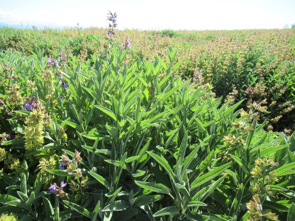 campo di salvia