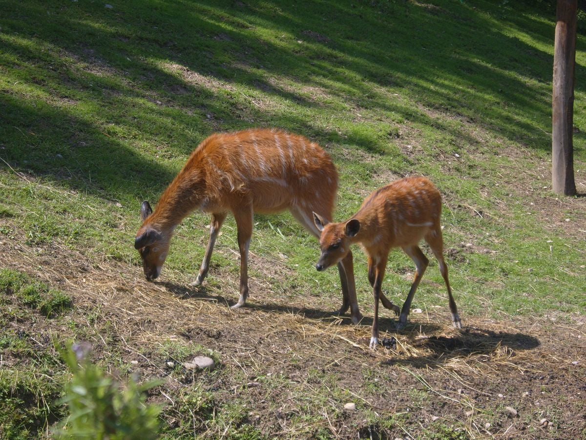 springbok nel Parco Natura Viva