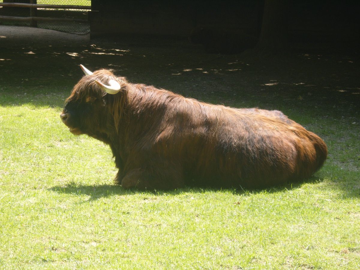 bisonte europeo al Parco Natura Viva
