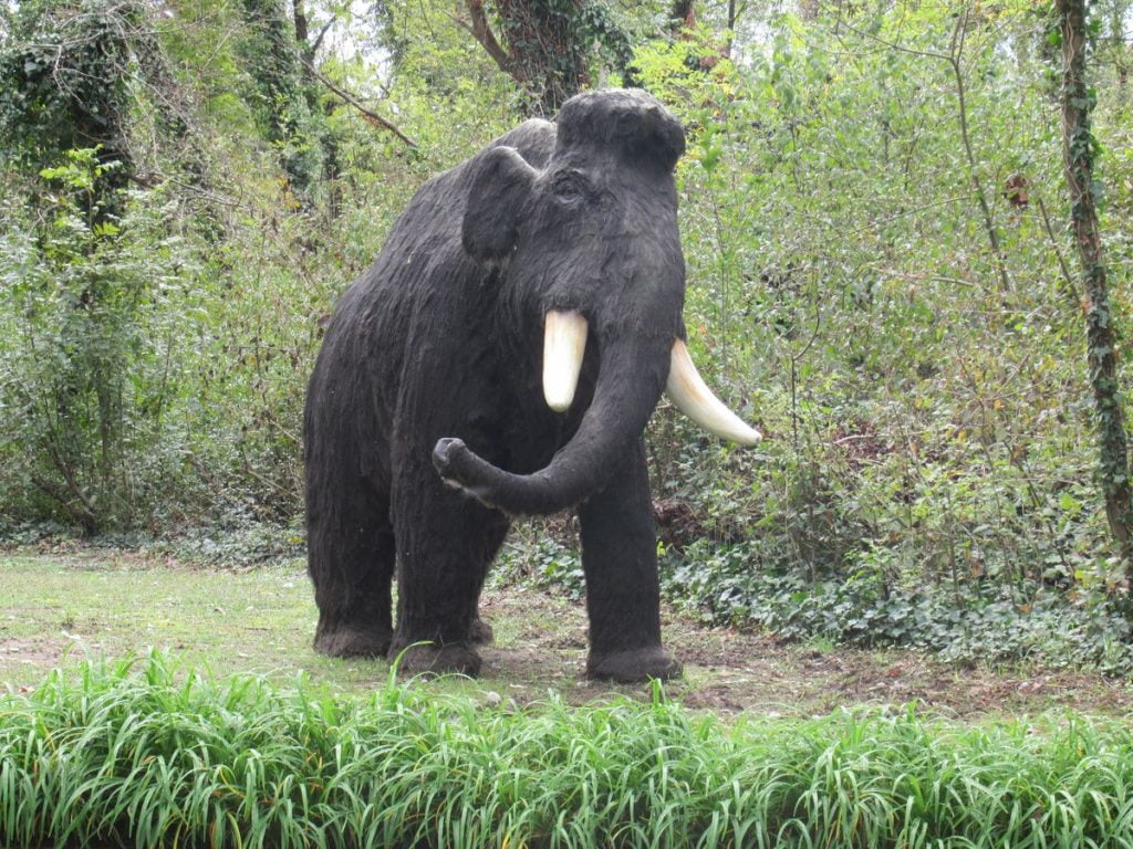 mammut