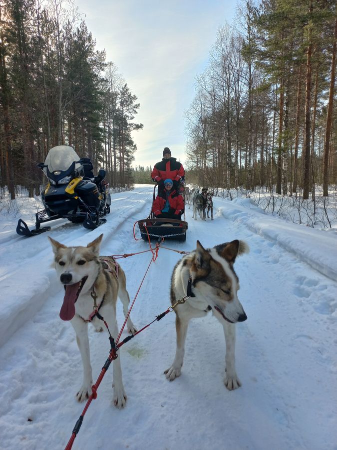 safari con gli husky a Vuokatti in Finlandia