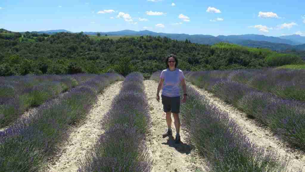 tra le file di lavanda