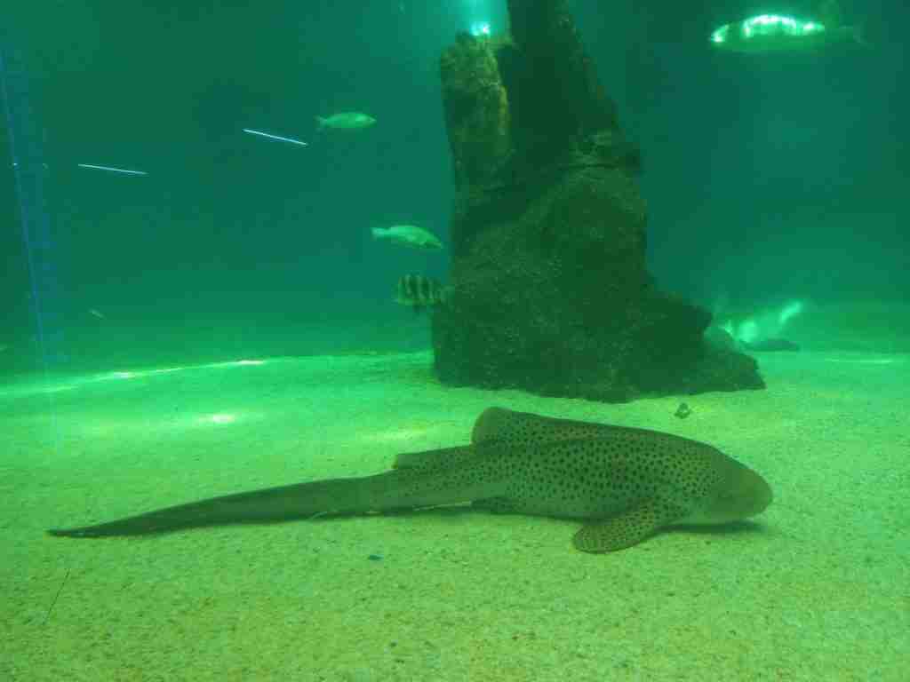 Acquario di Genova: squalo zebra