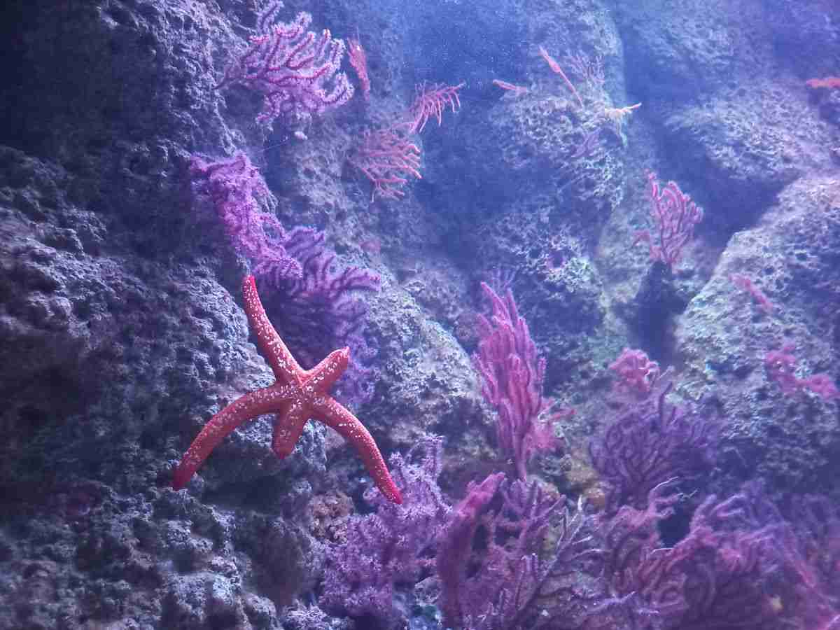 stella marina e coralli all'Acquario di Genova