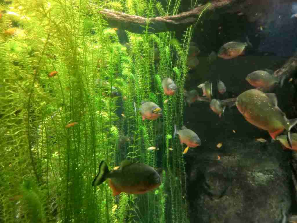 piranha