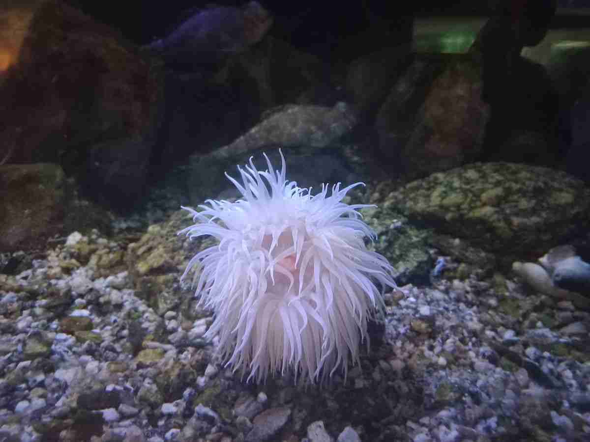 anemone di mare