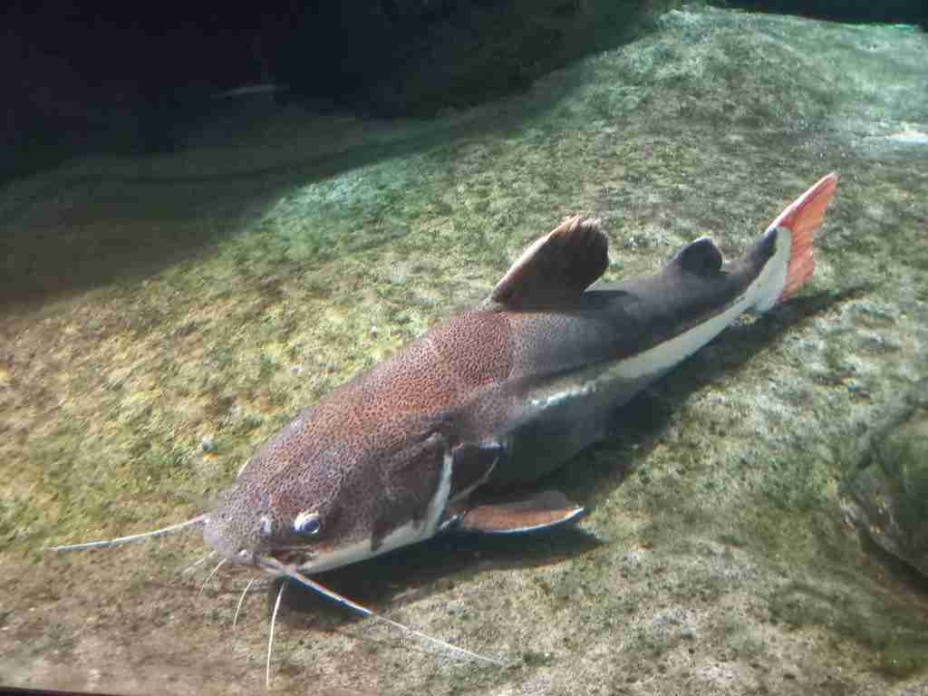pesce gatto dalla coda rossa