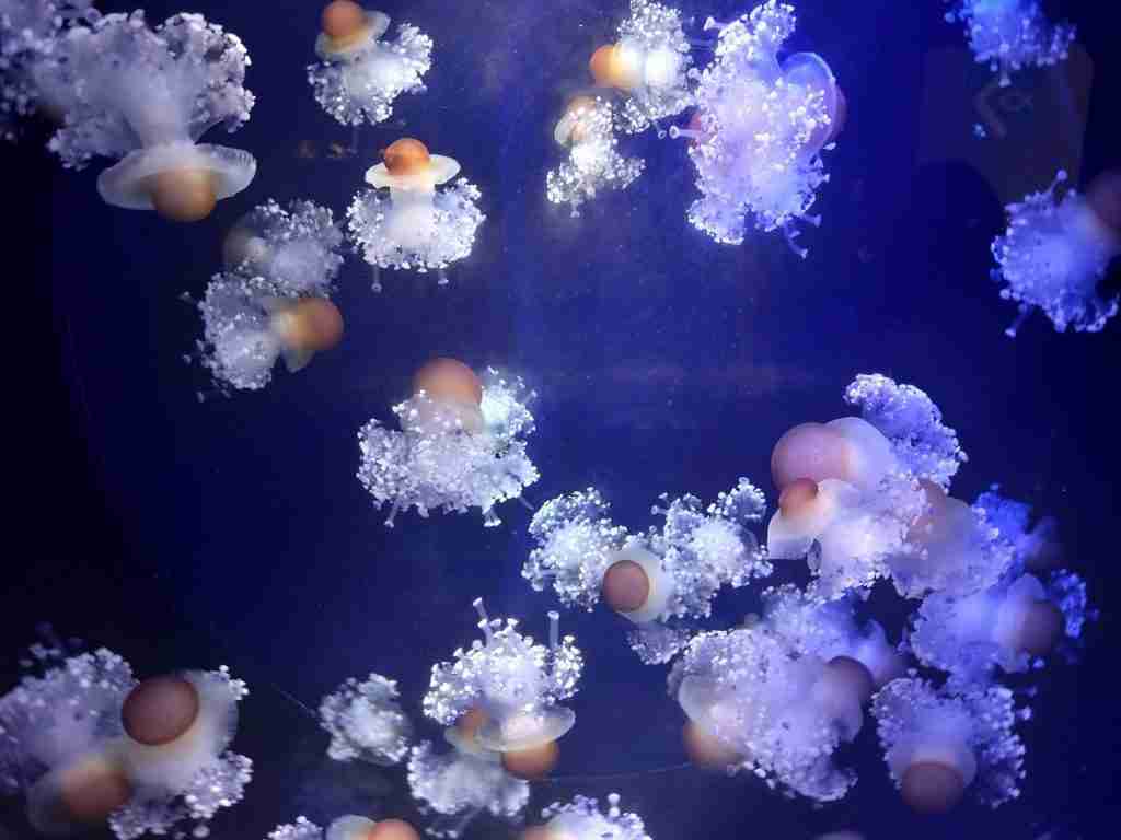 Acquario di Genova: meduse