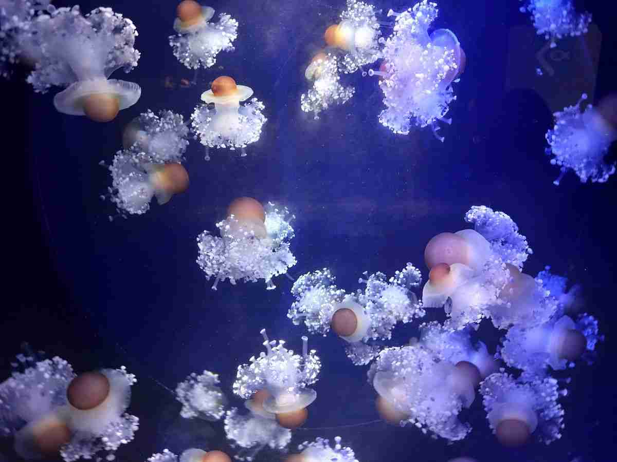 le meduse dell'Acquario di Genova