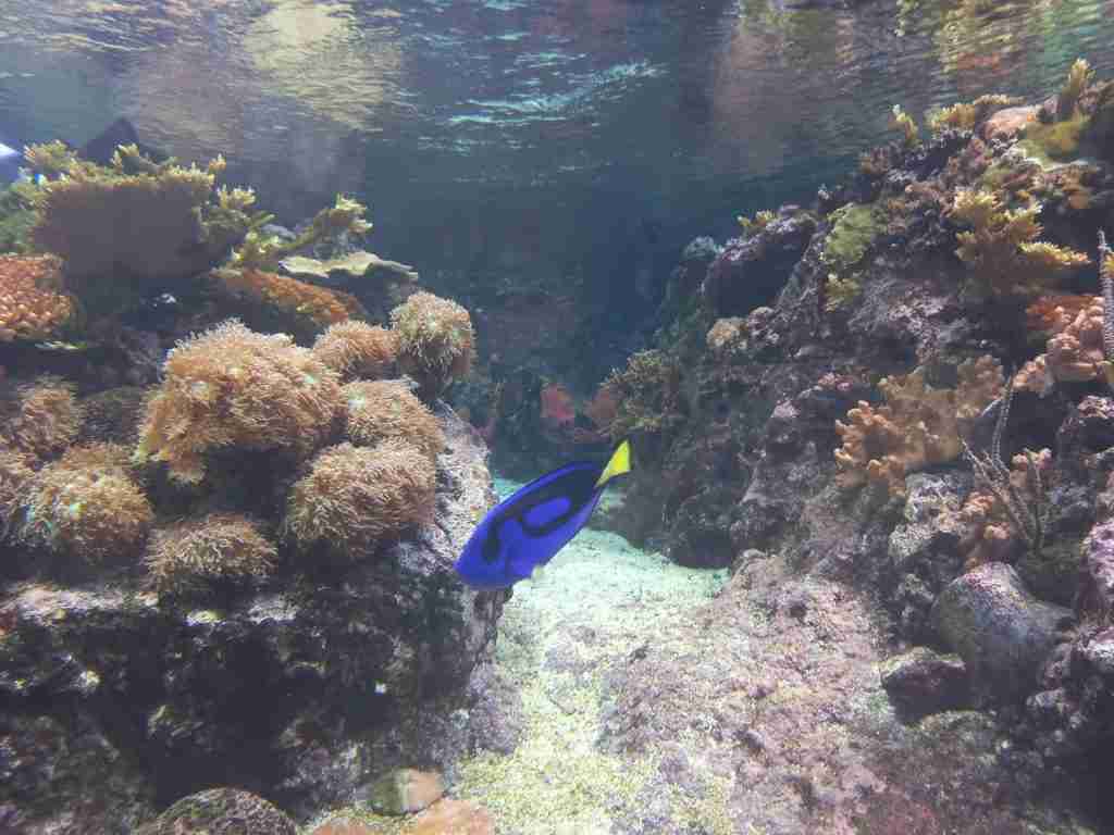 Dory è un pesce chirurgo
