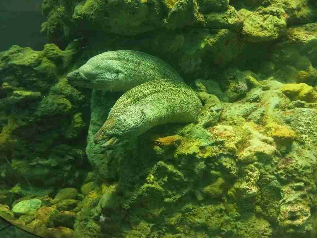 Acquario di Genova: murene