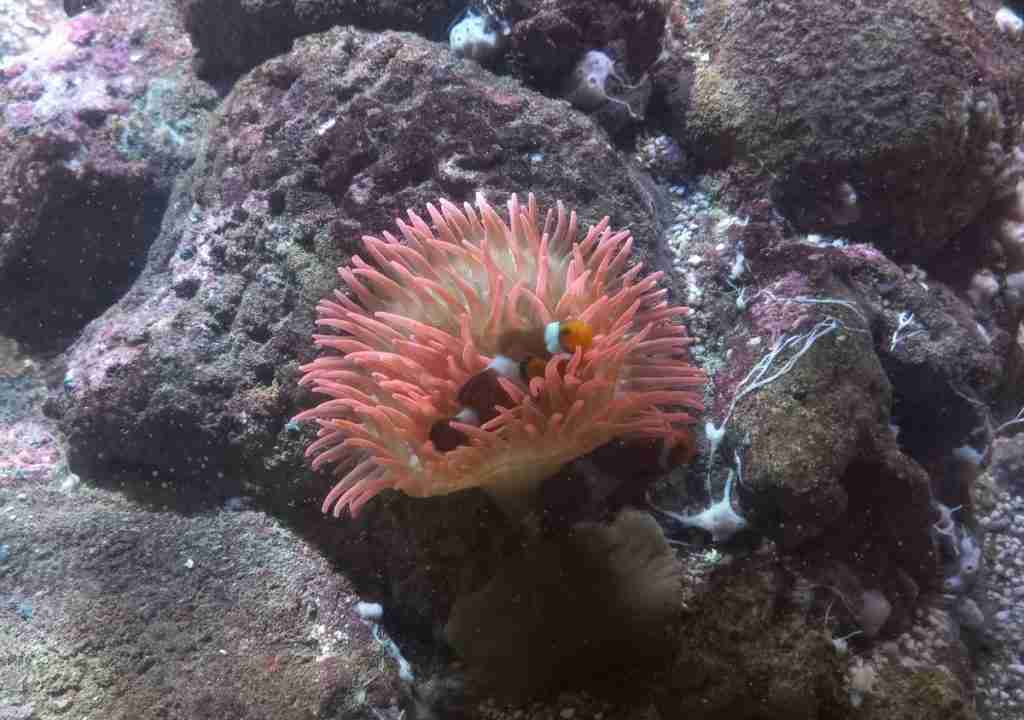 pesce pagliaccio all'Acquario di Genova
