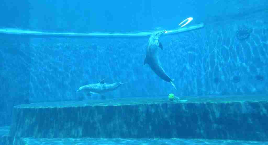 Acquario di Genova: delfini