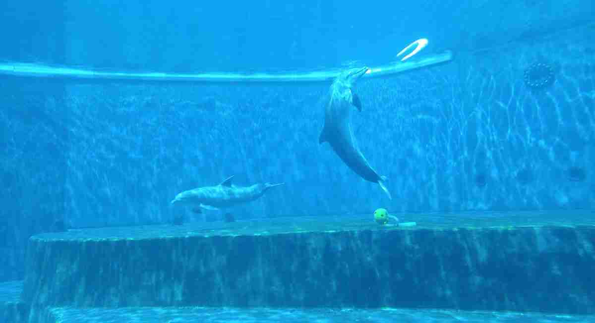 i delfini dell'Acquario di Genova