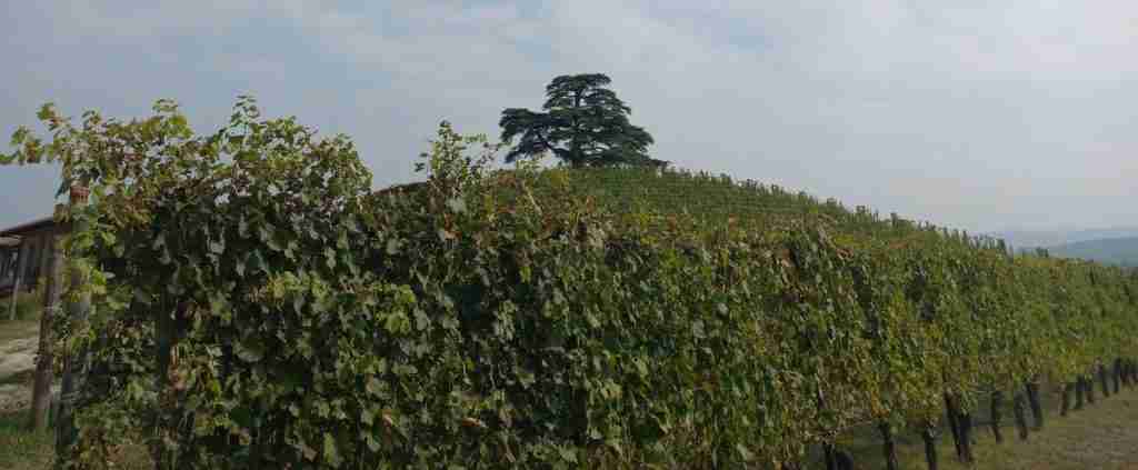sentiero del Barolo di La Morra: cedro del Libano