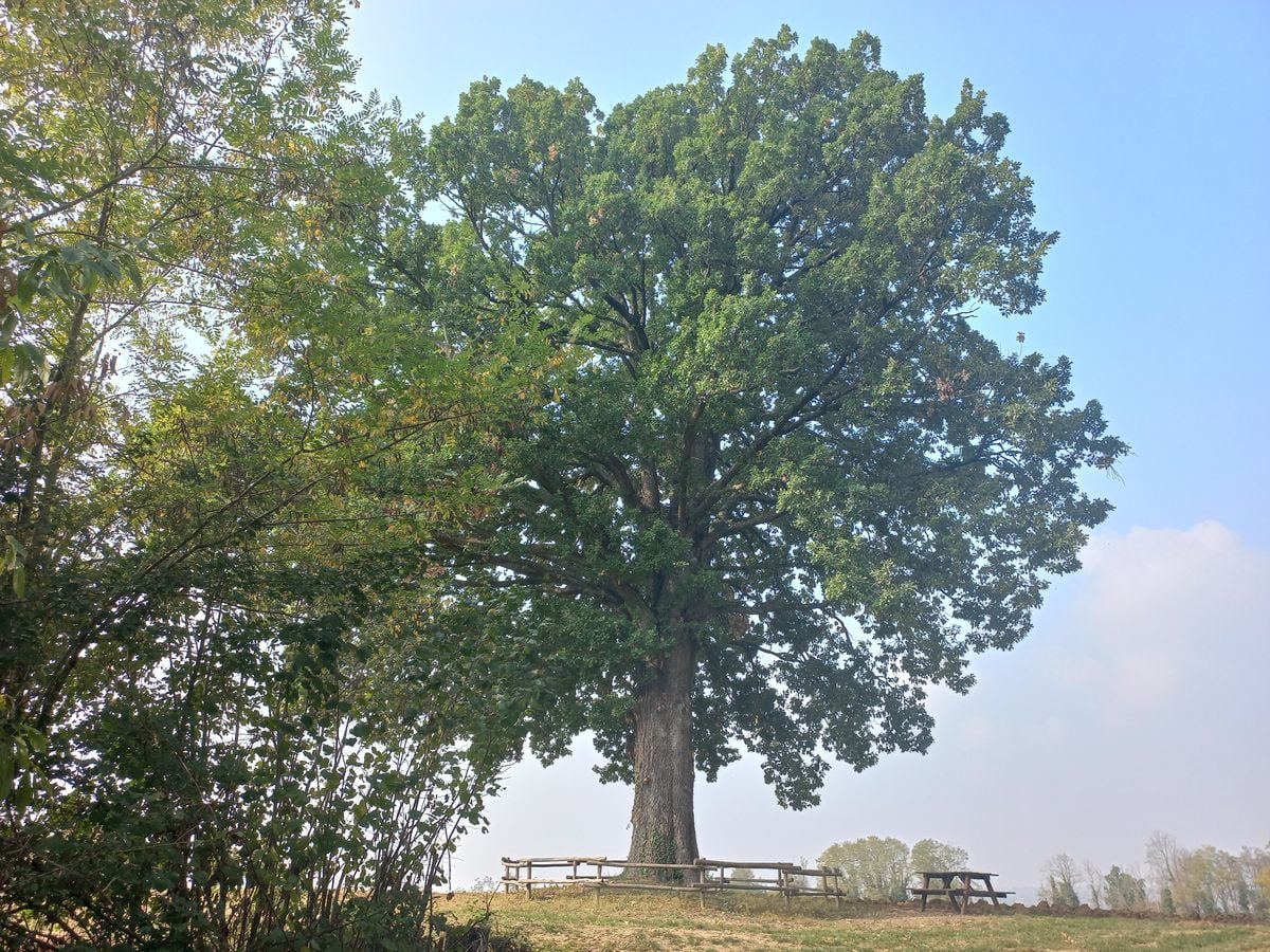 quercia secolare a Farigliano (CN)