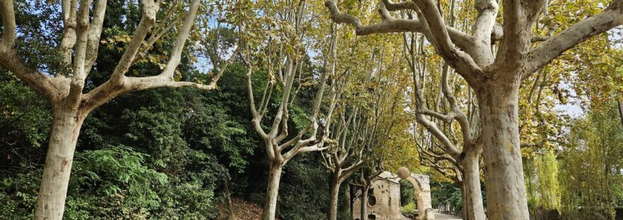 Alyscamps di Arles