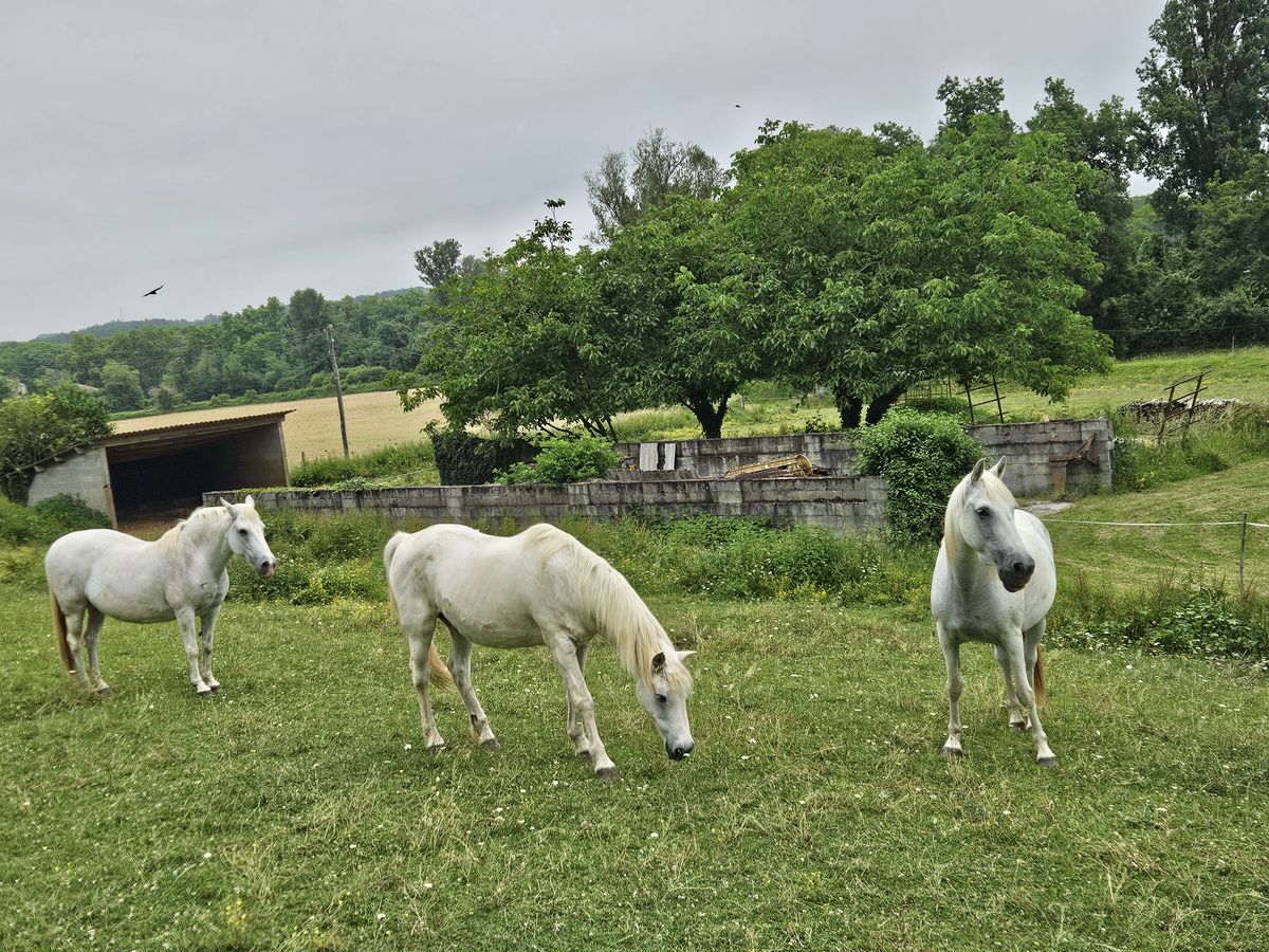 da Auch a Montesquiou: cavalli bianchi