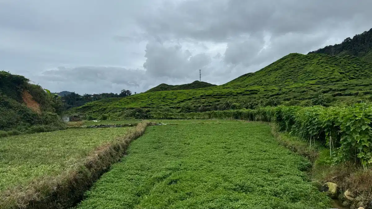 Campi nelle Cameron Highlands