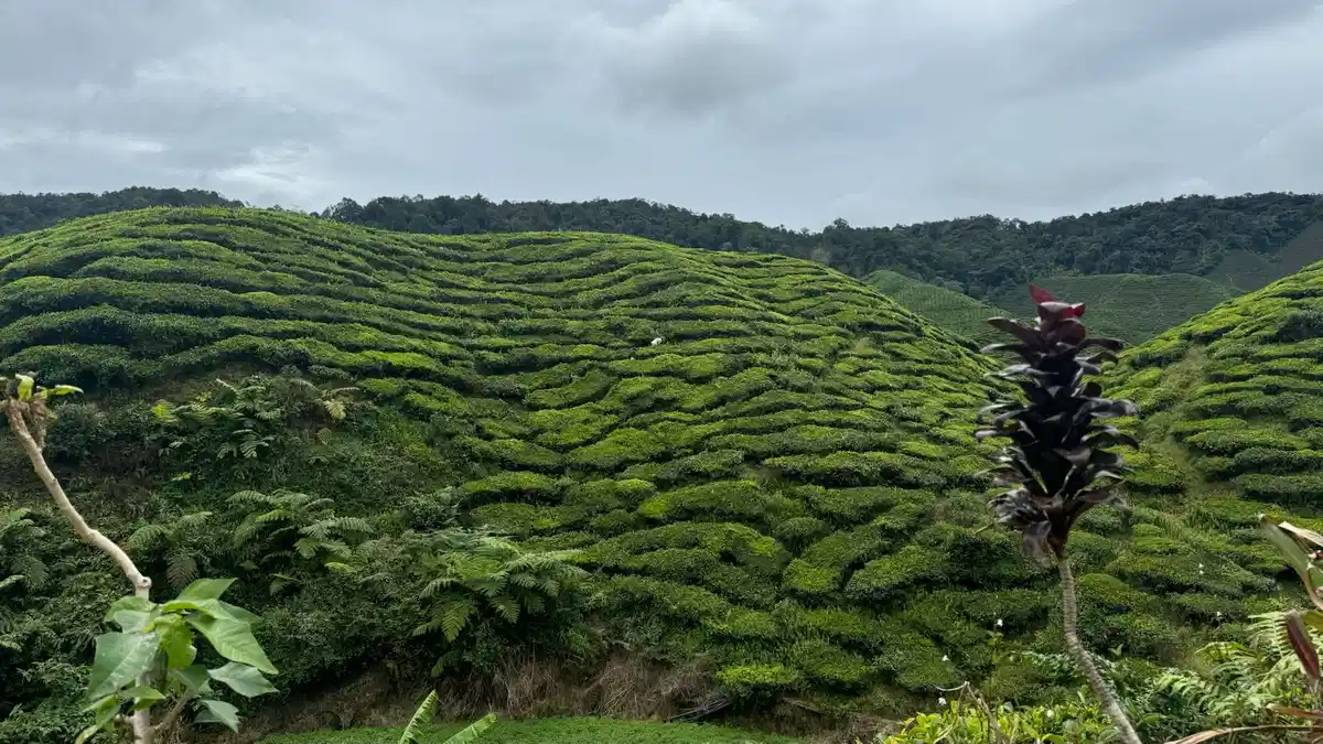 colline di thè nelle Cameron Highlands