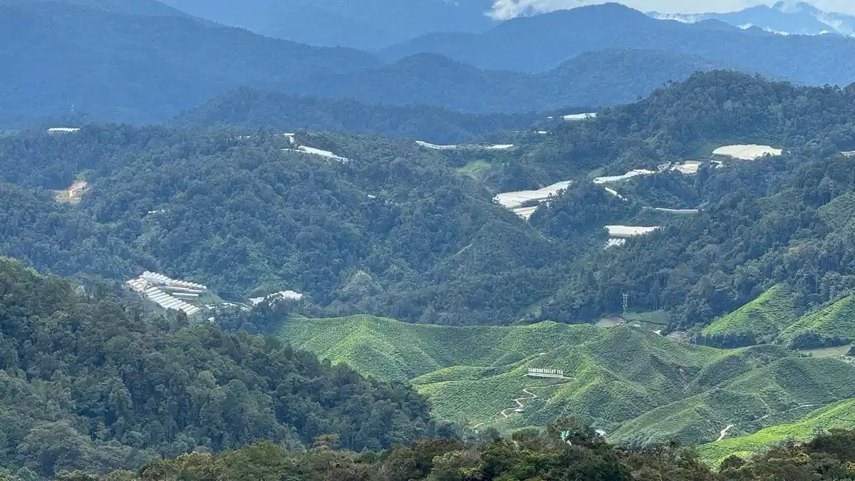 piantagioni di tè nelle Cameron Highlands