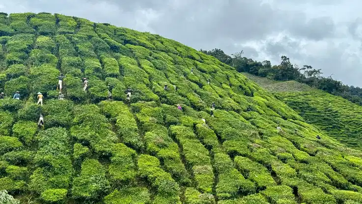 raccolta del tè nelle Cameron Highlands